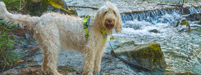 spinone italiano by waterfall