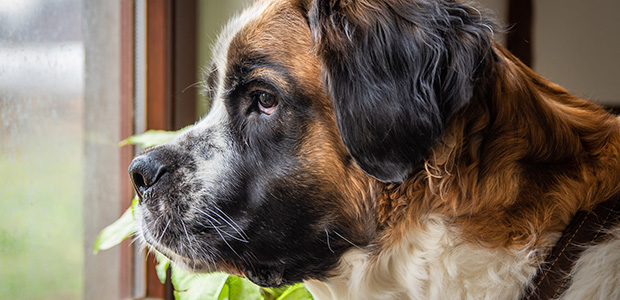 st bernard looking out of window