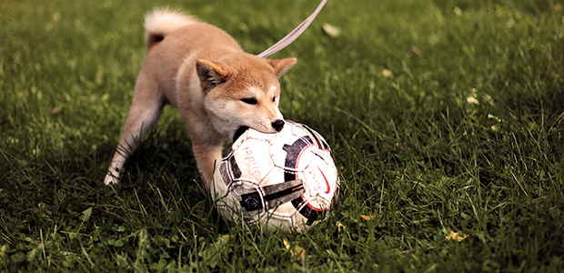 puppy chewing football