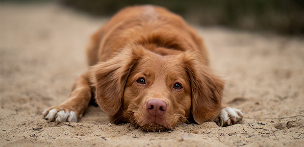 dog lying down on sand