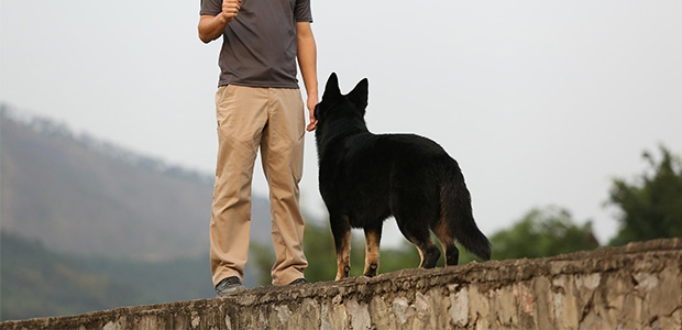 owner standing in front of dog