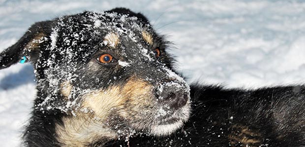 dog in snow with a tense jaw