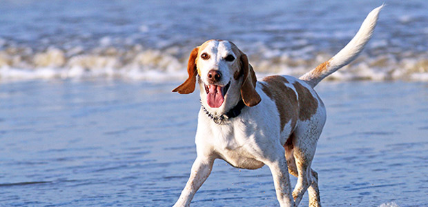 dog on beach wagging tail