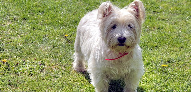 long coated westie on field