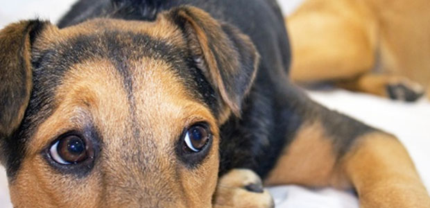 Dog on white sheet looks up with whale eye dog