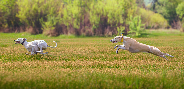 two whippets running in field