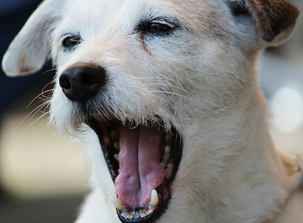 dog yawning