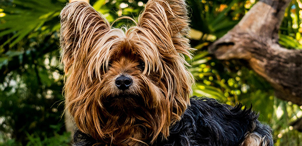 long-haired yorkie