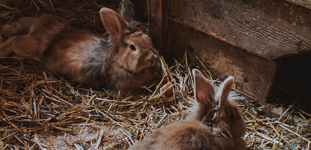 2 bunnies on a bed of straw