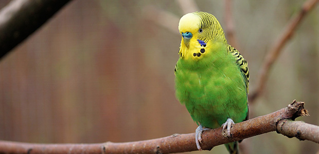 green budgie on perch