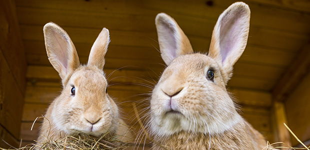 two bunnies in hitch