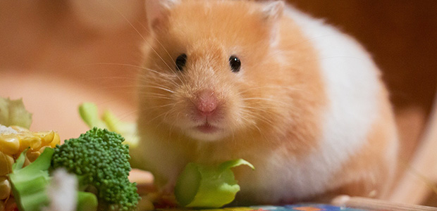 hamster and vegetables