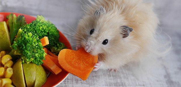 Hamster Diet Guide - What Can Hamsters Eat - My Family Vets