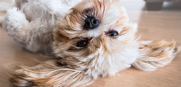 dog on back on laminate floor