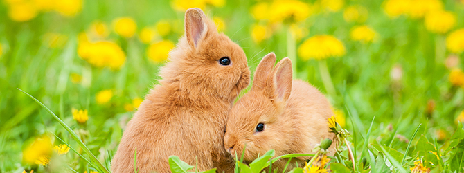 5 Summer Tips for Rabbit Owners - My Family Vets