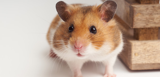 syrian hamster