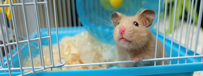 hamster types with pictures
