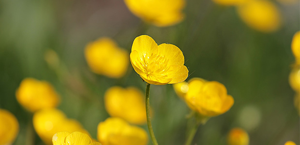 buttercups