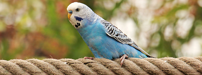 How To Find An Avian Vet | Veterinary 