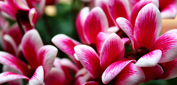 cyclamen