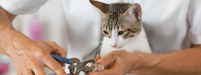 Banner photo of a cat's claws being trimmed, showing an example of cat nail care.