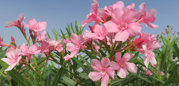 are oleander plants poisonous to cats and dogs