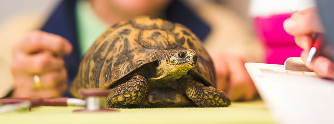 hermann tortoise hibernation age