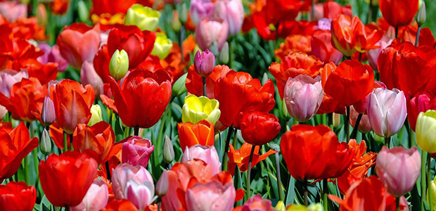 tulips