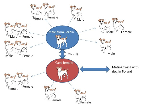 how do i know if my dog has brucellosis