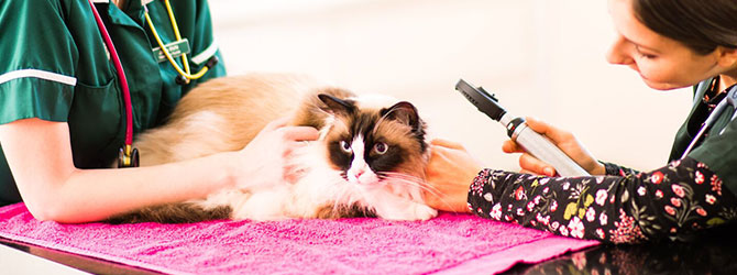 cat microchipping in a clinic