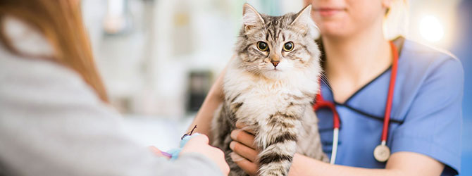 Cat Hair loss - Treating Feline Hair loss - My Family Vets