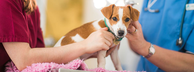 A dog visiting a veterinary practice to have a checkup following diarrhoea