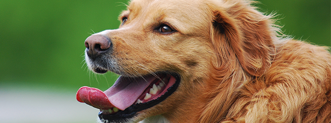 breathing-problems-in-dogs-why-is-my-dog-panting-my-family-vets