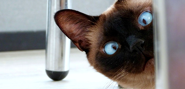 blue eyed cat peeping behind wall